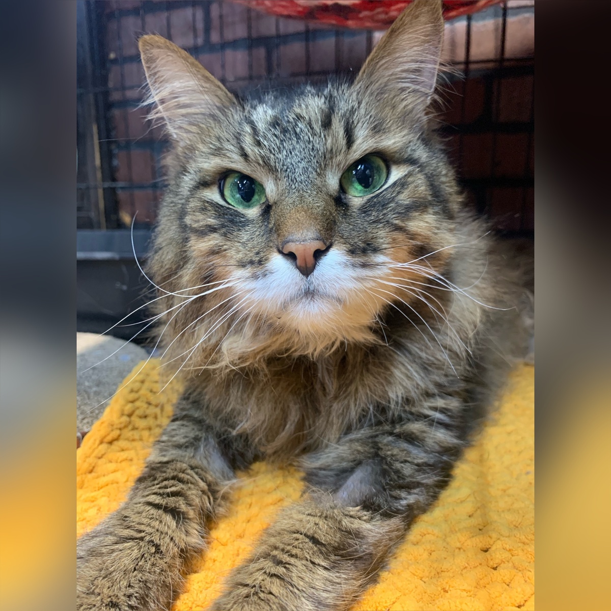 Мхитар – постоялец приюта.