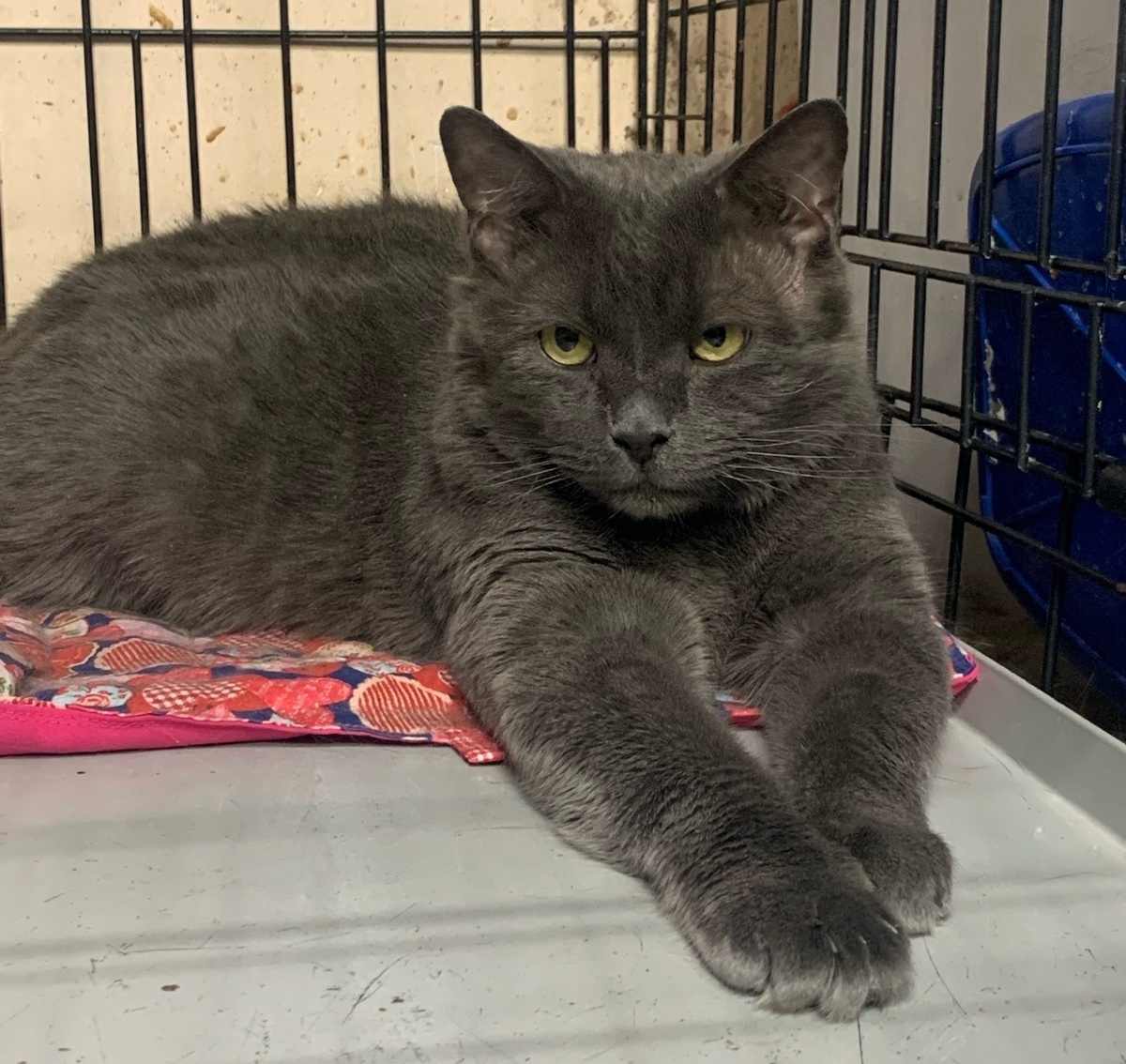 Бегемоша – котик с передержки.