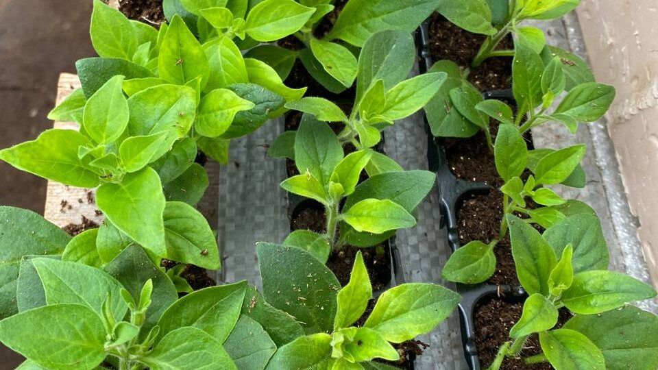 Сезон черенка подходит к концу