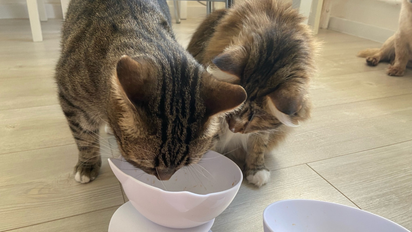    Автор фото - Анна Ефимова