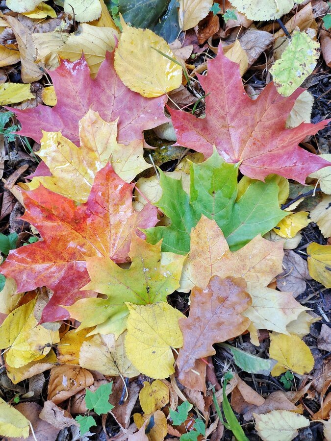 Живу прекрасную осень 2022, несмотря ни на что 