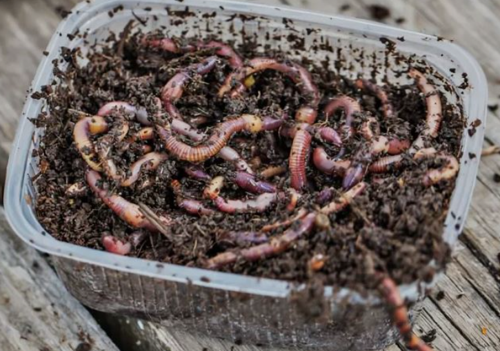 Любимая насадка многих рыбаков.