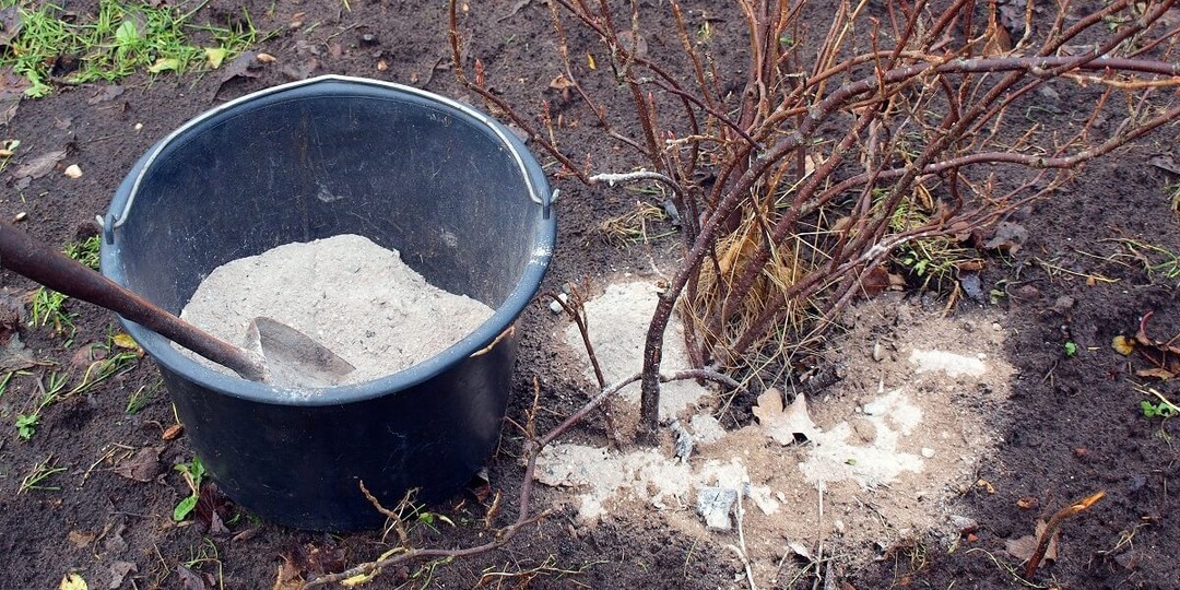 Подкормка золой: как, когда и зачем вносить её под смородину, крыжовник и плодовые деревья
