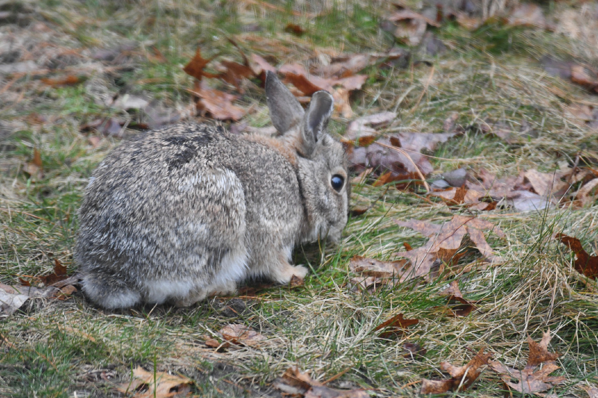 Флоридский кролик мирно щиплет травку на лужайке у дома