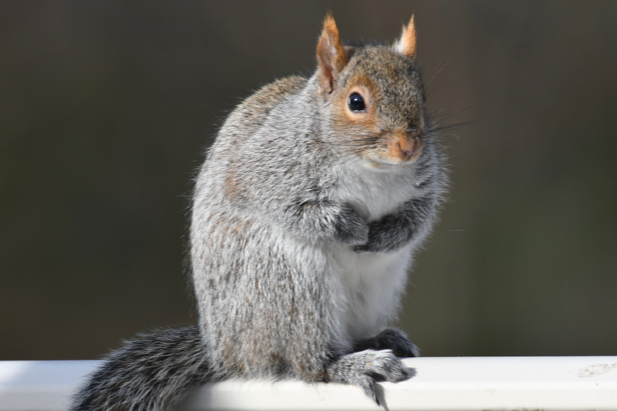 Попрошайка-белка пришла за семечками и орешками