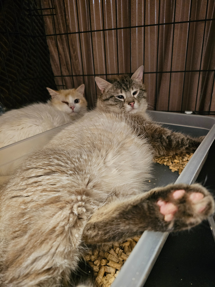 Фото автора. Ребята с кладбища.