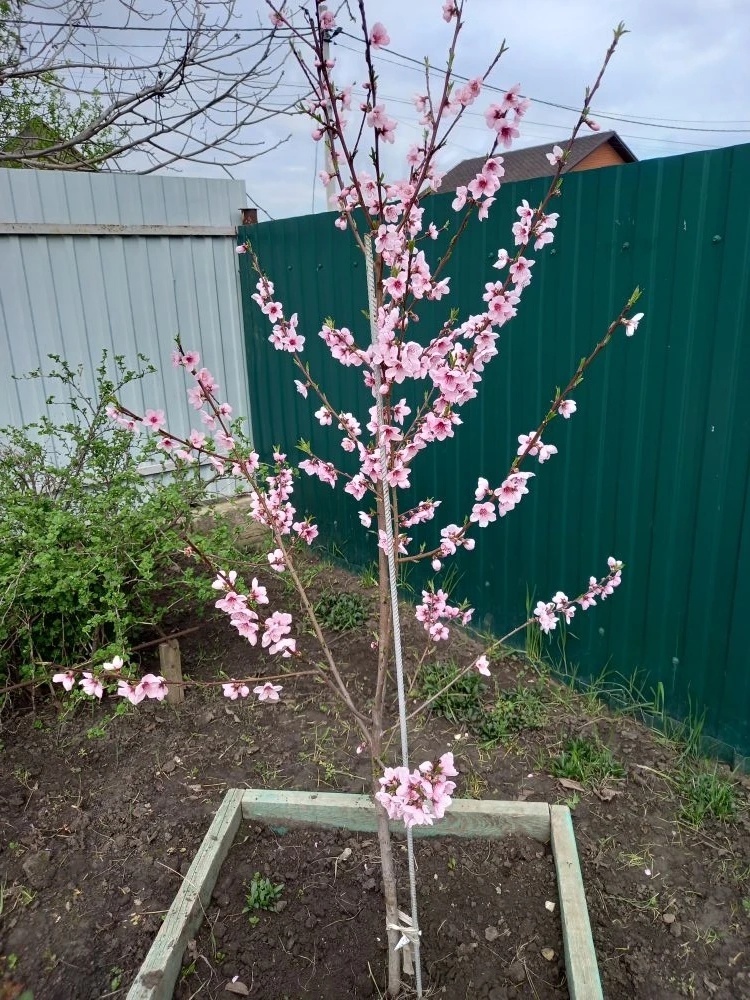 Это лысый персик зацвел 