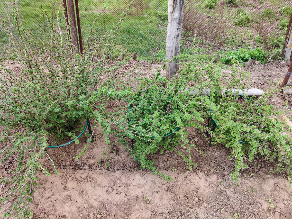 Поставили новые кустодержатели для крыжовника, со старыми куст очень закрыт снизу, не проветривался и были проблемы со сбором ягод.