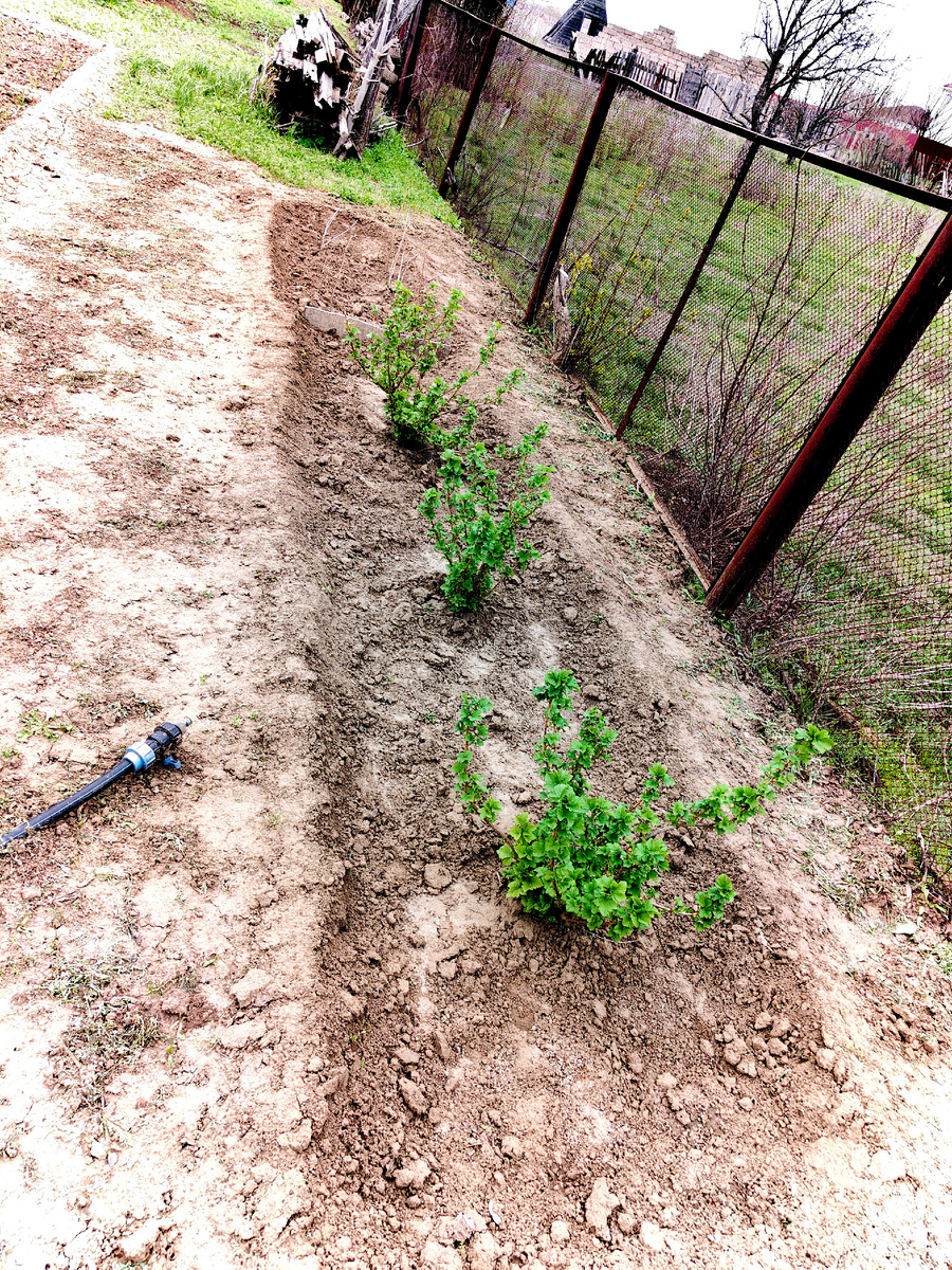 Смородина хорошо зазеленела