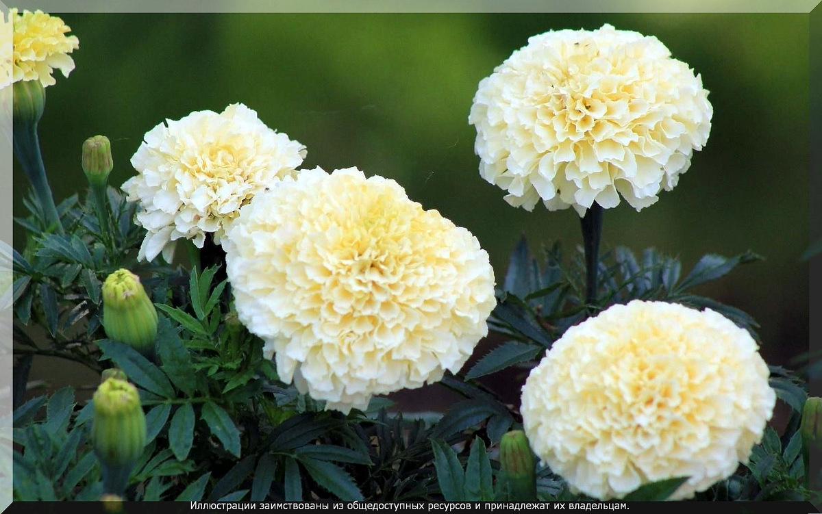 Бархатцы "Ванилла F1" 