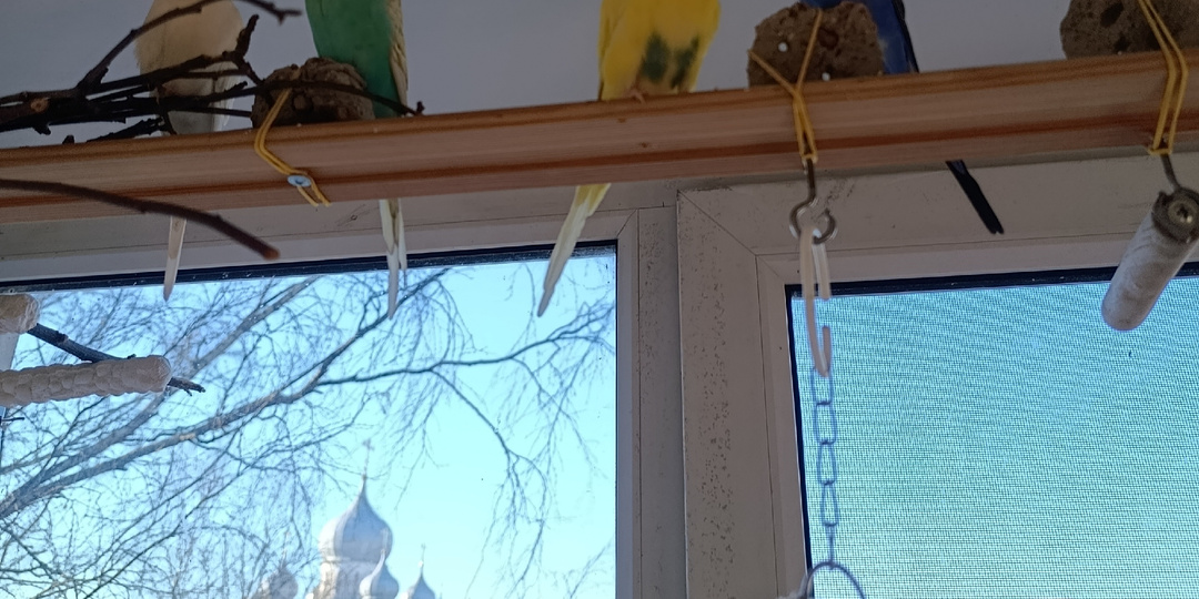 Почему волнистый попугай чихает: смешно или опасно?