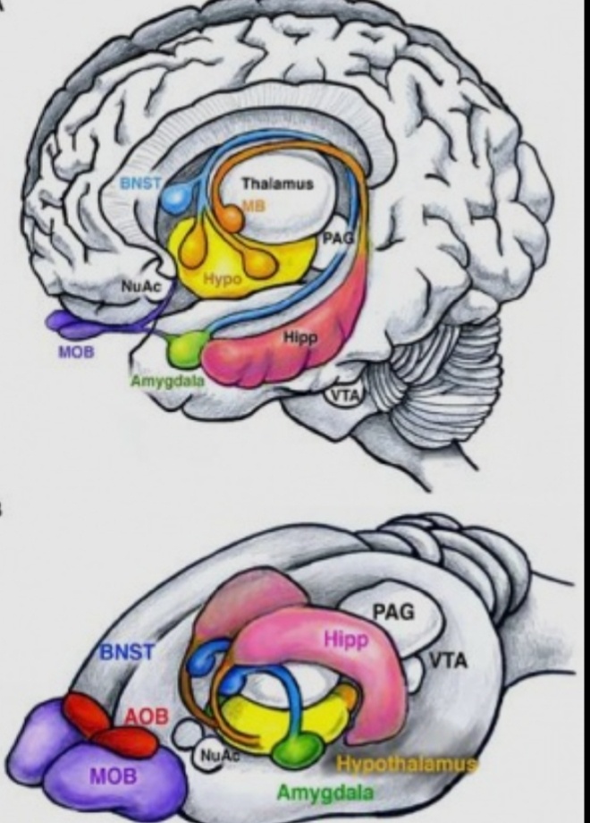 Отделы мозга