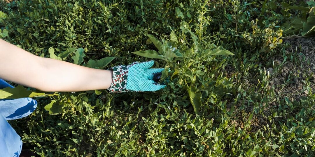 Никакой химии: этот раствор выжигает сорняки под корень