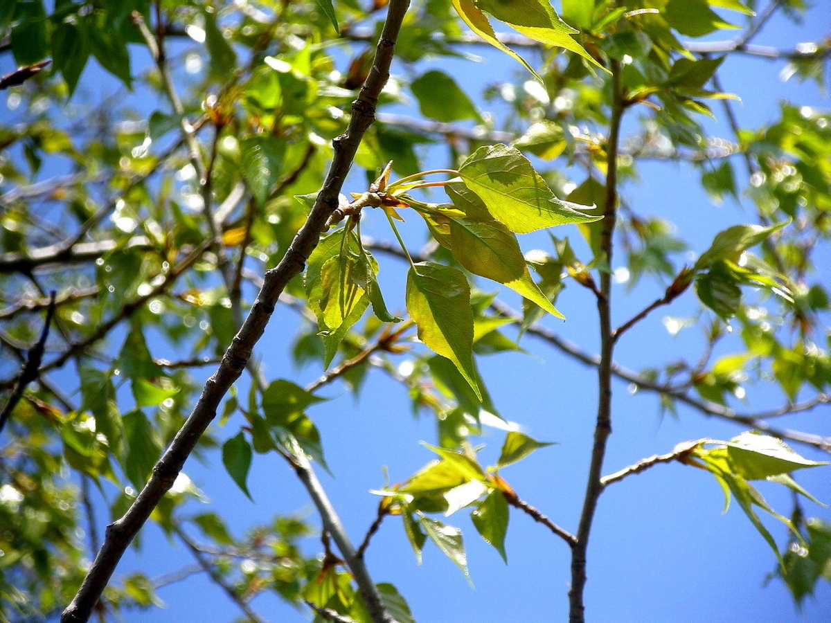 Фото №1. Пучок листьев тополя