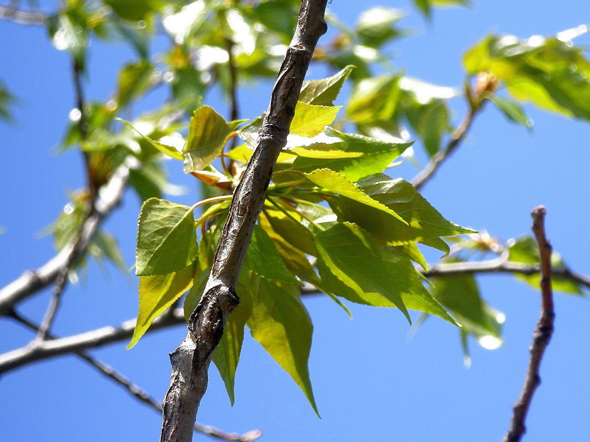 Фото №2. Тот же пучок листьев с другого ракурса