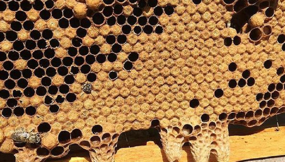 Роение пчел к чему нужно быть готовым