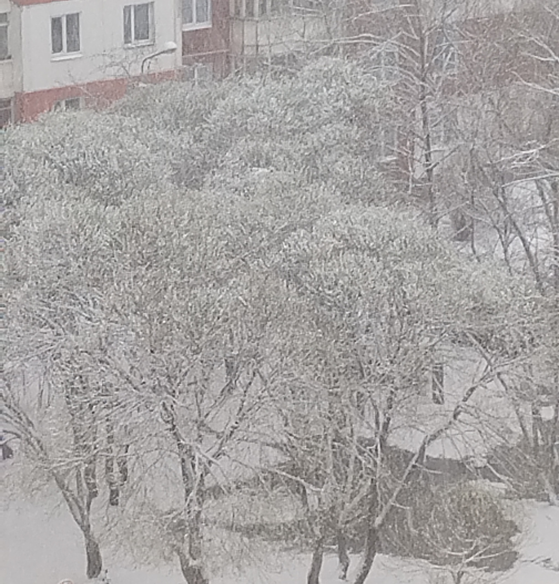 А у нас снова зима! Траву и цветы завалило снегом, так жалко ((((( 