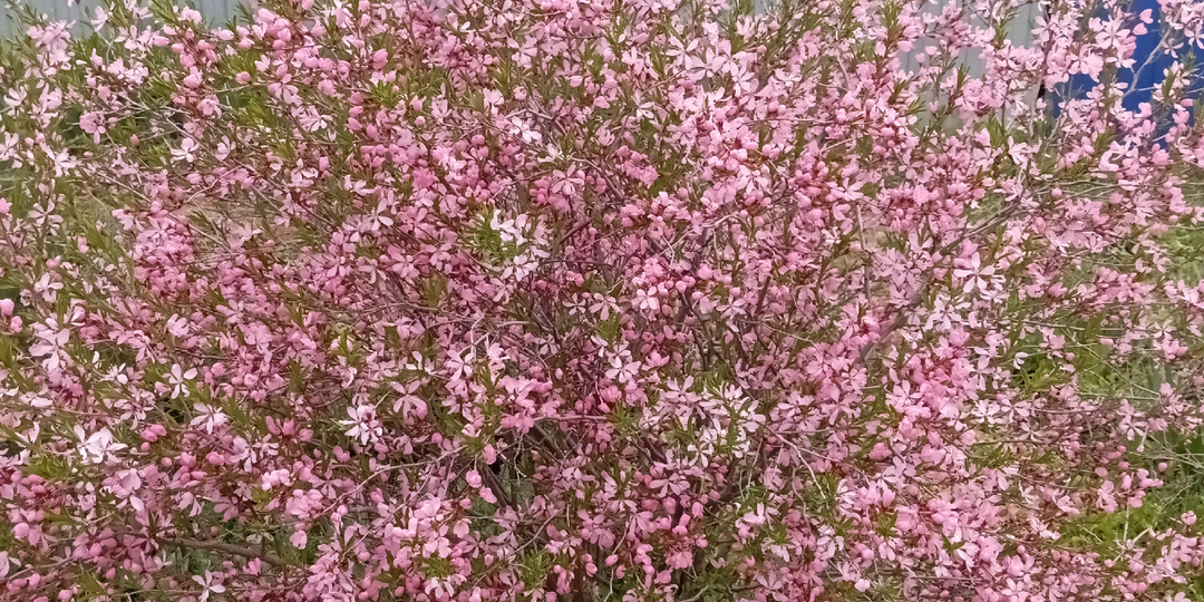 Фестиваль тюльпанов.