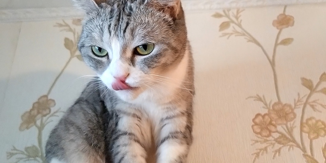 Тигра включила режим недотроги