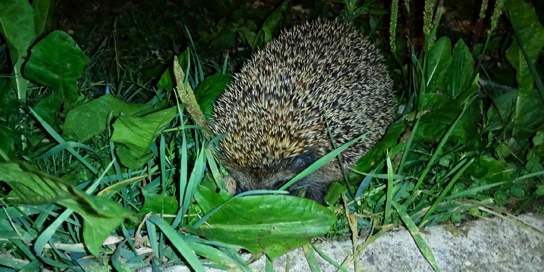 Ми-ми-ёжность