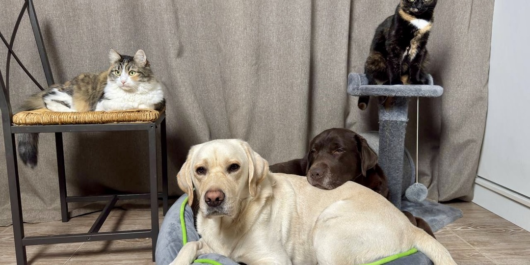 11 апреля — День домашних животных! 🐾❤️