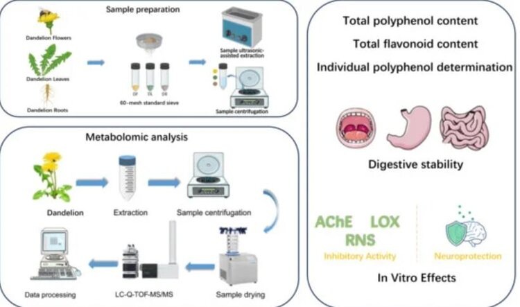    Фото: College of Light Industry, Liaoning University, China