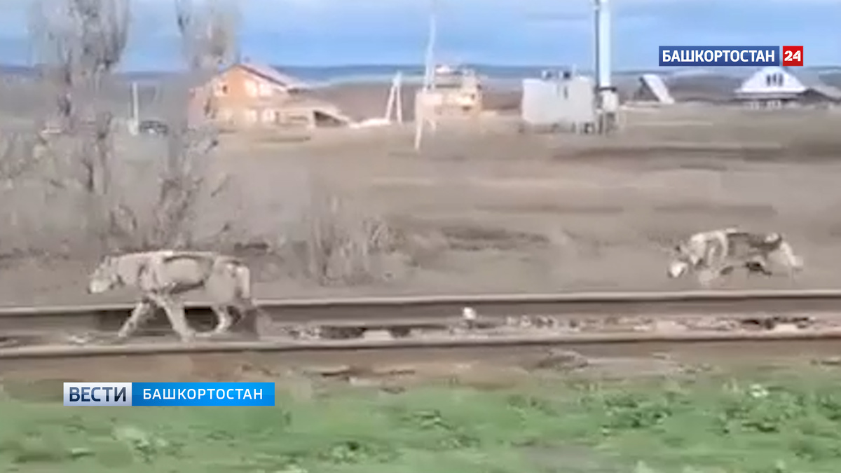    Редкое явление для Уфы: пару волков заметили в Чесноковке