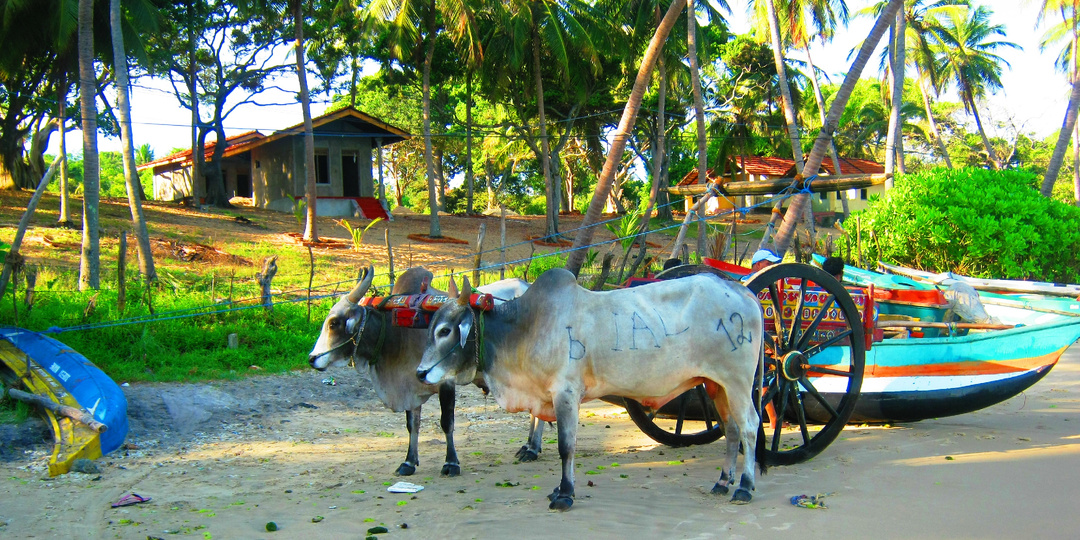 С Батутом по миру. Шри-Ланка