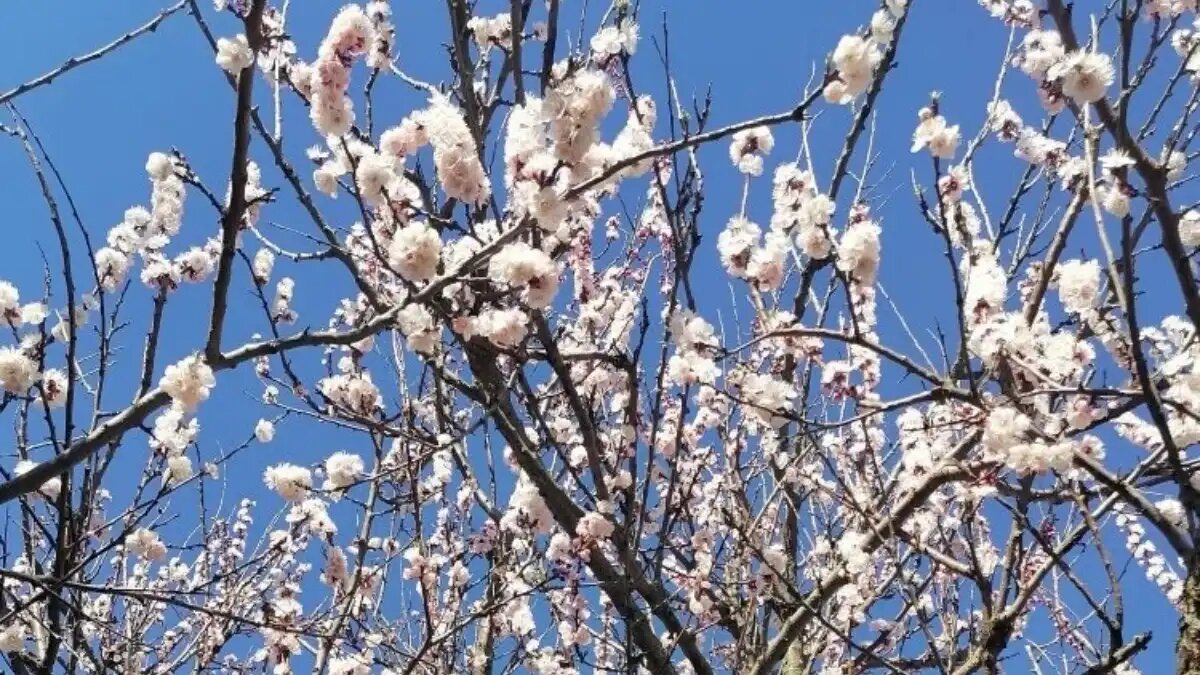 Фото: пресс-служба Донецкого филиала Россельхозцентра
Хрупкая красота весны: как холода на Донбассе влияют на цветение абрикосов