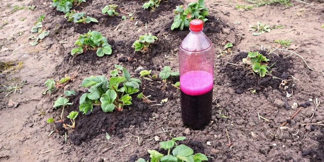 Марганцовка главный секрет большого и чистого урожая клубники. Сделайте так весной!