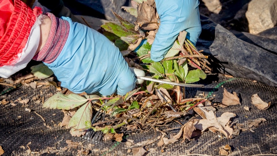 Обрезка клубники