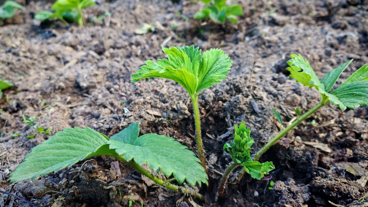 Вот он — сигнал к началу работы. Молодые листья пошли, почва подсохла — самое время