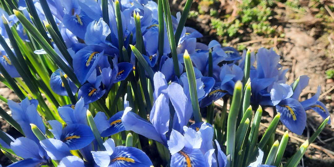 Предпасхальная прогулочная. С прибавлением, сад