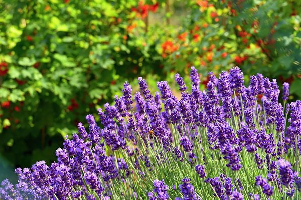 <a href="https://ru.freepik.com/free-photo/beautiful-natural-background-garden-with-blooming-lavender-flower_2924491.htm">Изображение от montypeter на Freepik</a>