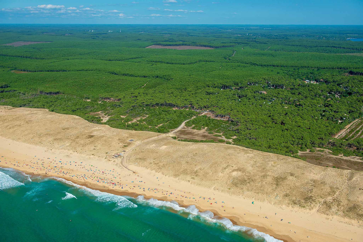 Лес Ланды (Landes). Франция