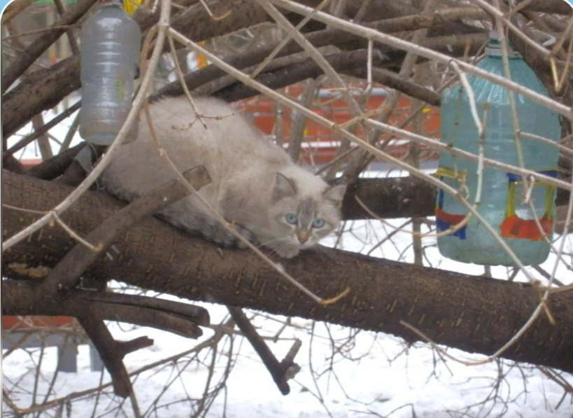 Котэ в откровенной засаде😂