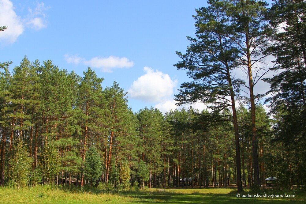 Сысертский лес, фото автора из личного архива.