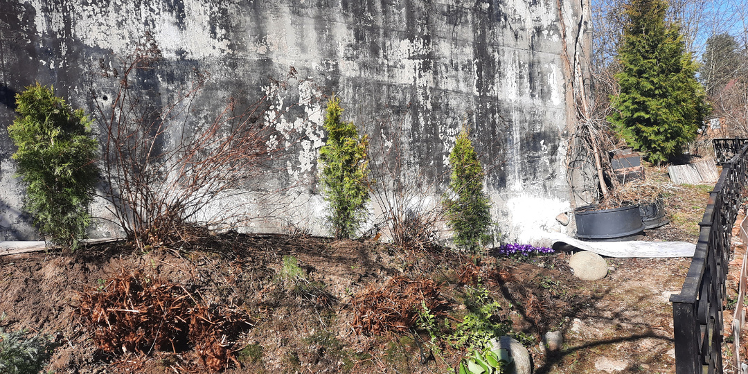 В моей хвойной компании прибыло