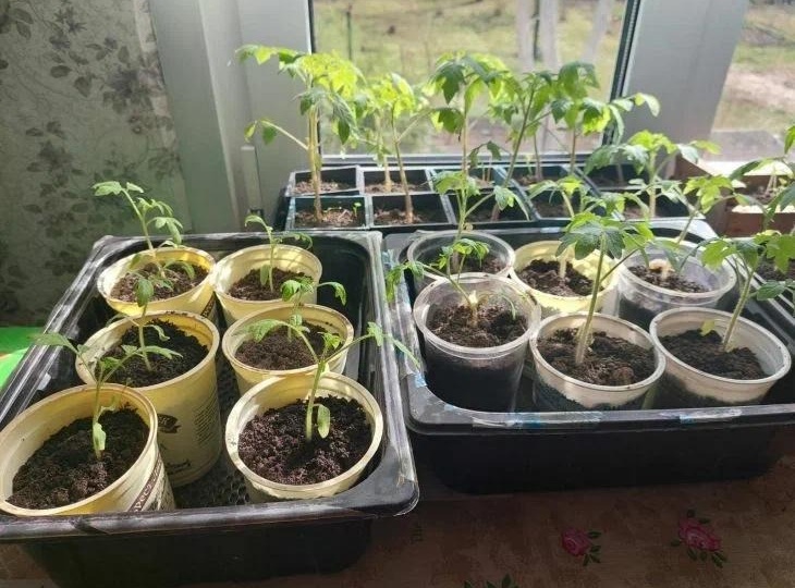 Рассада «сидит» и не развивается: скрытые причины, о которых не пишут