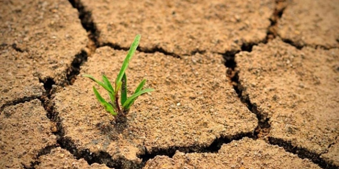 5 сигналов, что вашей почве срочно нужна помощь (и как это исправить)