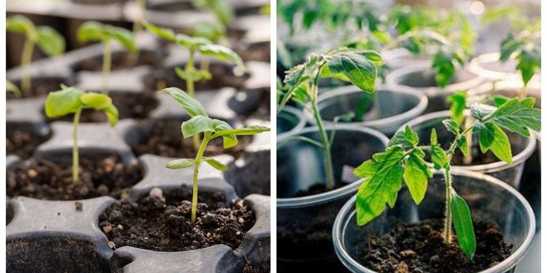 Как ускорить рост рассады на 5–7 дней без вреда для растений
