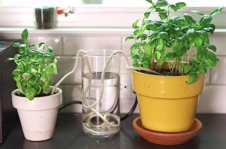 Ошибки полива весной: как вы сами тормозите рост растений