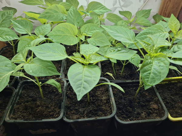 Где лучше всего растет рассада перцев? Удивляюсь который год подряд