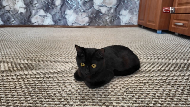    Можно ли спать в одной кровати с кошкой или собакой — рассказал эксперт