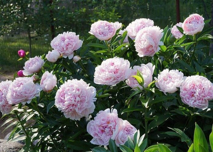 Этот легендарный сорт — настоящая классика. «Сара Бернар» покоряет огромными махровыми цветками диаметром до 20 см. Оттенок лепестков — нежно‑розовый с серебристой каймой по краям, а аромат — тонкий, изысканный. Именно такие пионы часто можно увидеть на старинных открытках. Идеален для срезки и создания романтичных букетов. Фото: из открытых источников.