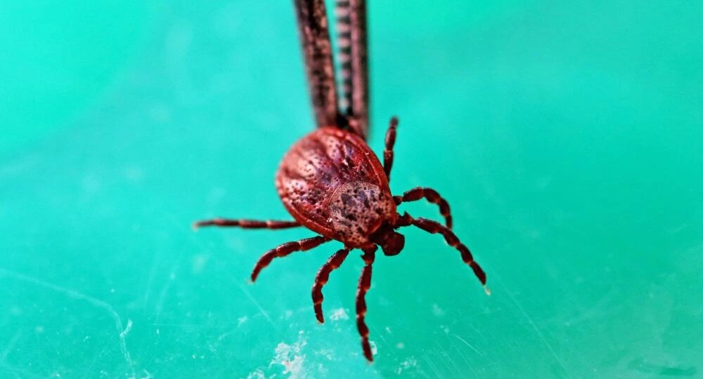 Вся правда о клещах: откуда берутся, где прячутся и как с ними жить