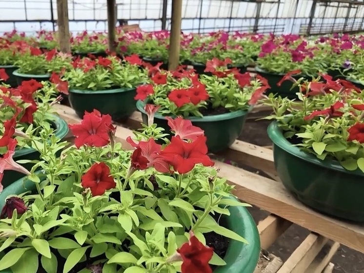     Администрация города Тамбова