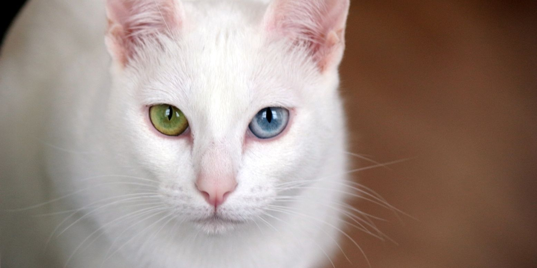 🐱 Загадки белой кошки: в чём уникальность окраса