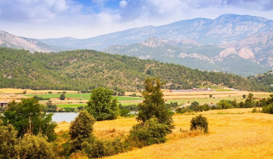 Посевная в Алтайском крае 2026: сохранение масштабов и усиление поддержки отрасли