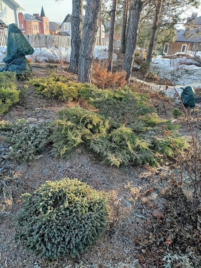 вытаявшая хвойная горка